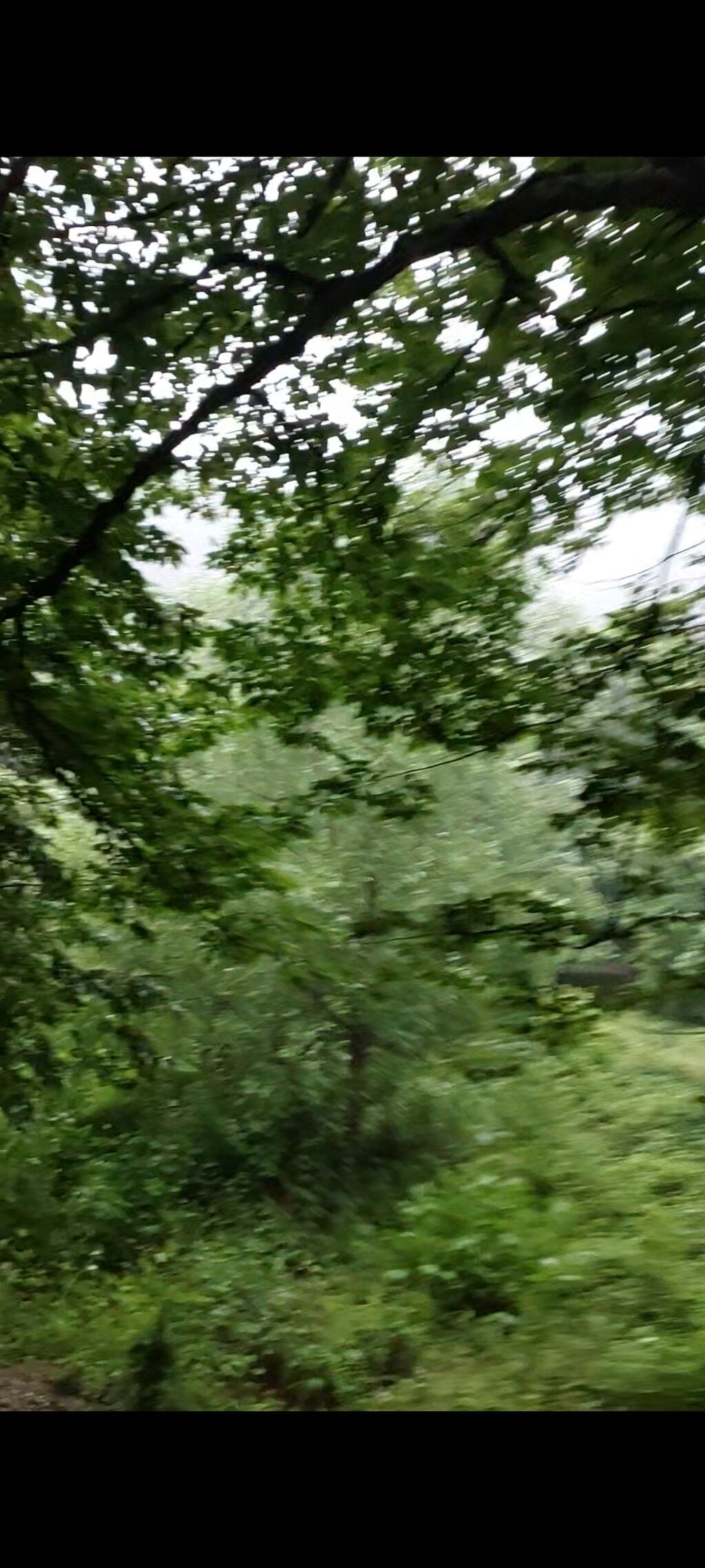 11000 sot, Tikinti, Maklerlər narahat etməsin, Kupça (Çıxarış) — Torpaq, Şamaxı (3)
