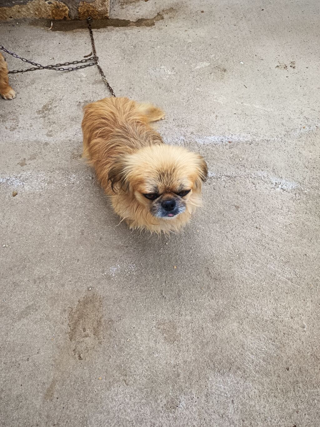 Pekines, 1 il — Köpəklər, Gəncə (4)