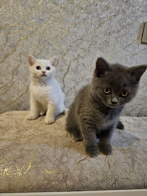 Pişik balaları — Gəncə
