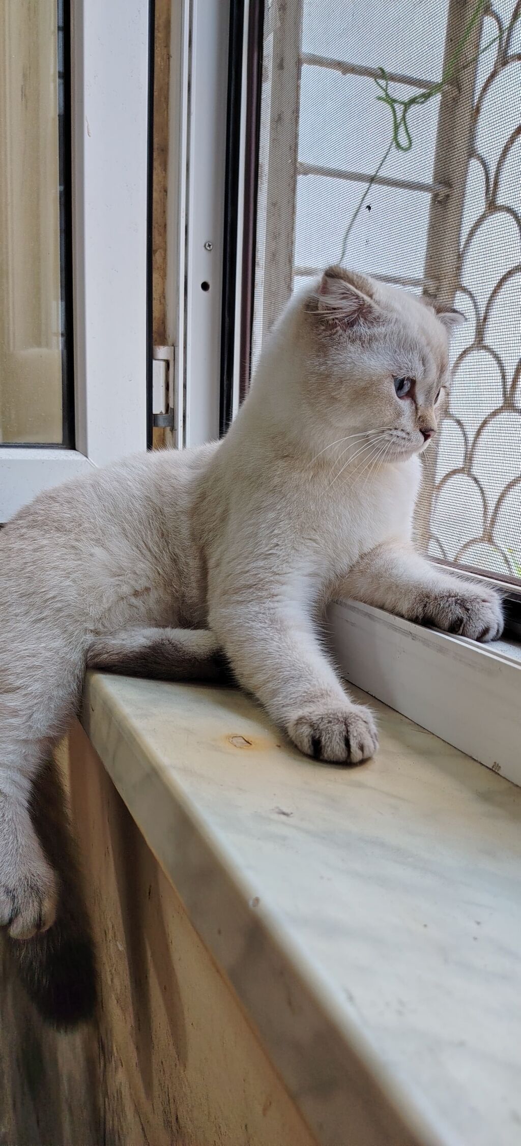 Şotland yastı qulaq, Erkək, Yaxşı əllərə, Ünvandan götürmə — Pişiklər, Xırdalan (2)