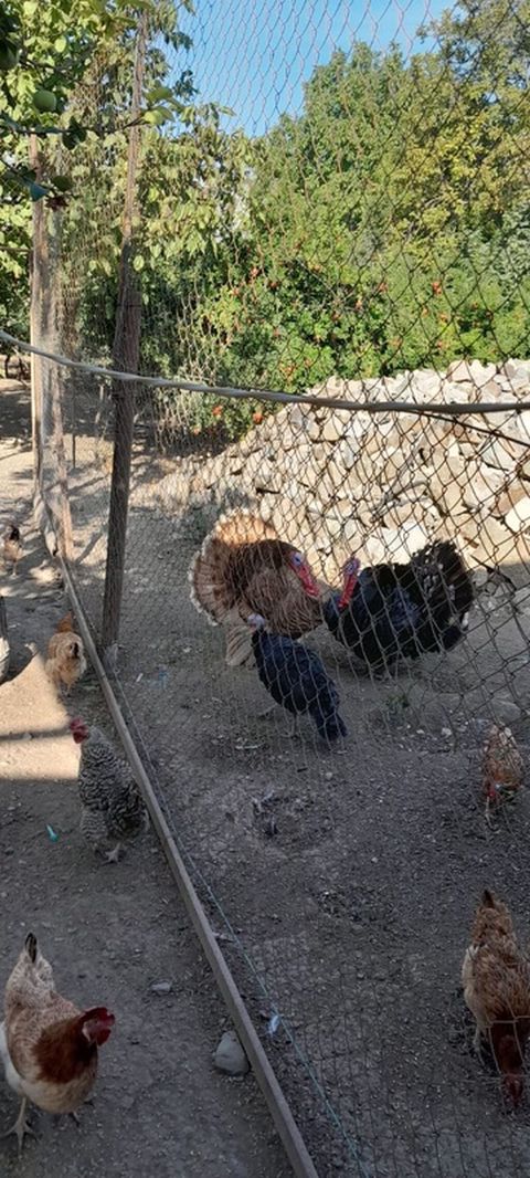 Hinduşka və toyuq quşları satılır. Xüsusiyyətlər: - Növlər: yerli — Şəmkir