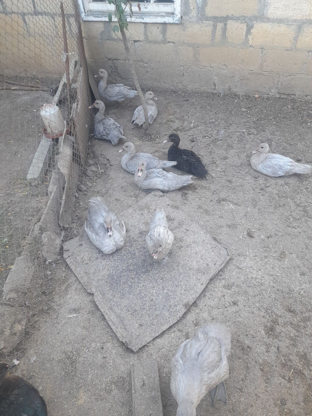 Lavanda lal ordekler satlir agri cekili heyvanlarin balasidi — Digərləri, Şamaxı (4)