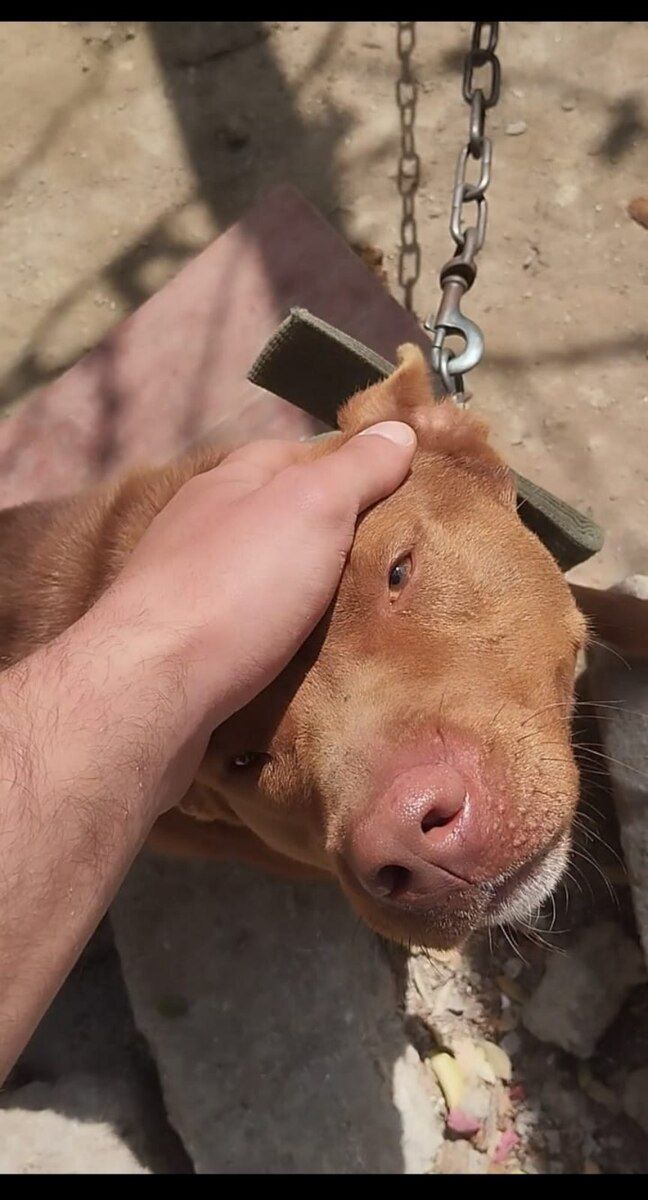 Pitbul — Köpəklər, Bakı (2)