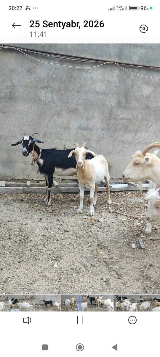 Keçilər — Kənd təsərrüfatı heyvanları, Bakı (3)