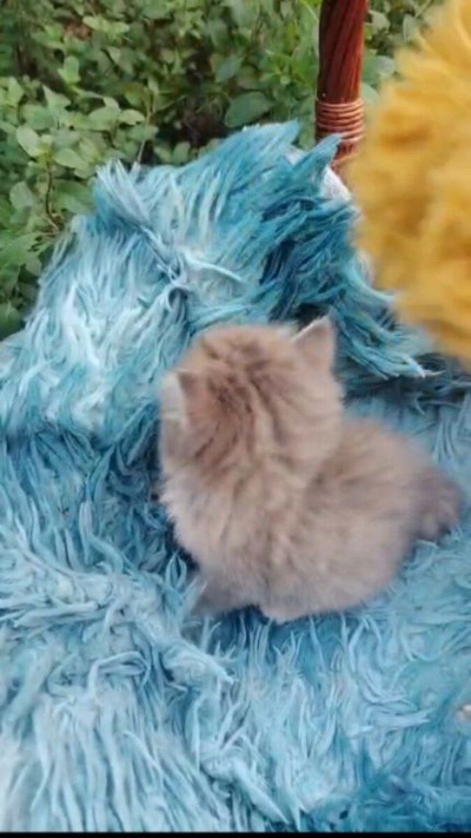 Британский длинношёрстный котёнок — Pişiklər, Bakı (7)