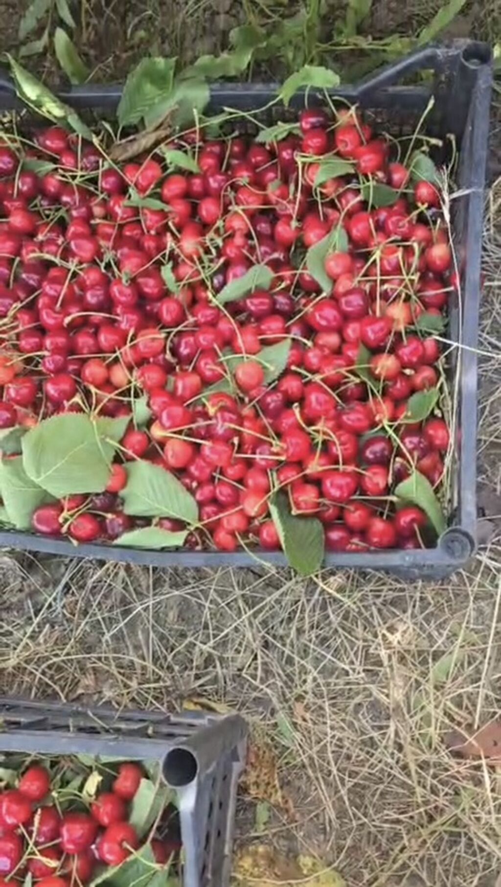 12 sot, Kənd təsərrüfatı, Barter mümkündür — Torpaq, Xırdalan (2)