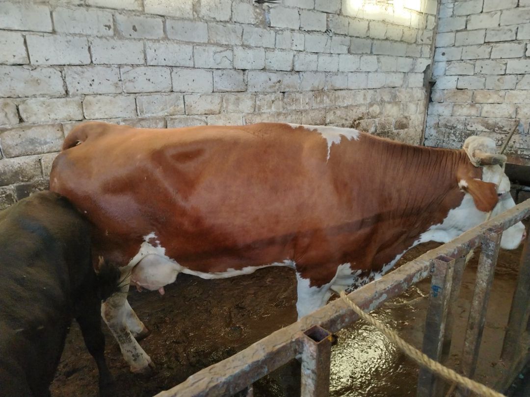 İnək — Kənd təsərrüfatı heyvanları, Bakı (3)