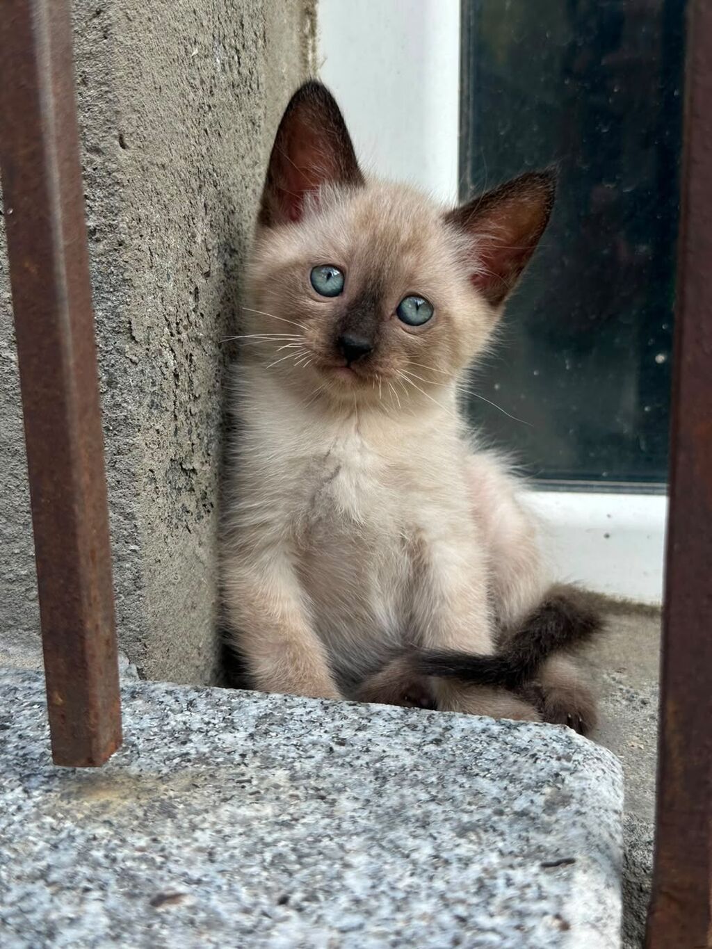 Siam — Pişiklər, Bakı (5)