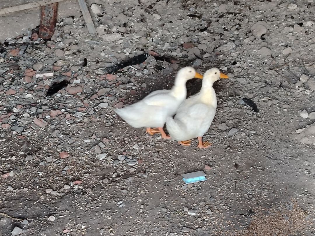 Yaponka toyuq və ördək — Quşlar, Bakı (6)