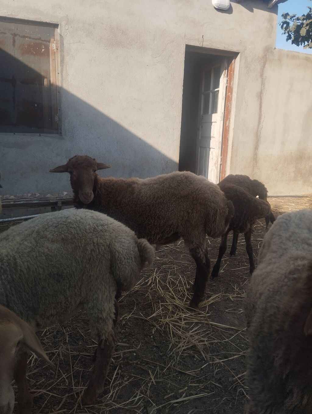 Şəkildə gördüyünüz 5 baş heyvanlar satılır, 4-nün diri çəkisi 40-45 kq — Kənd təsərrüfatı heyvanları, Digah (5)