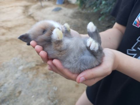 Holland lop dovşanı — Bakı