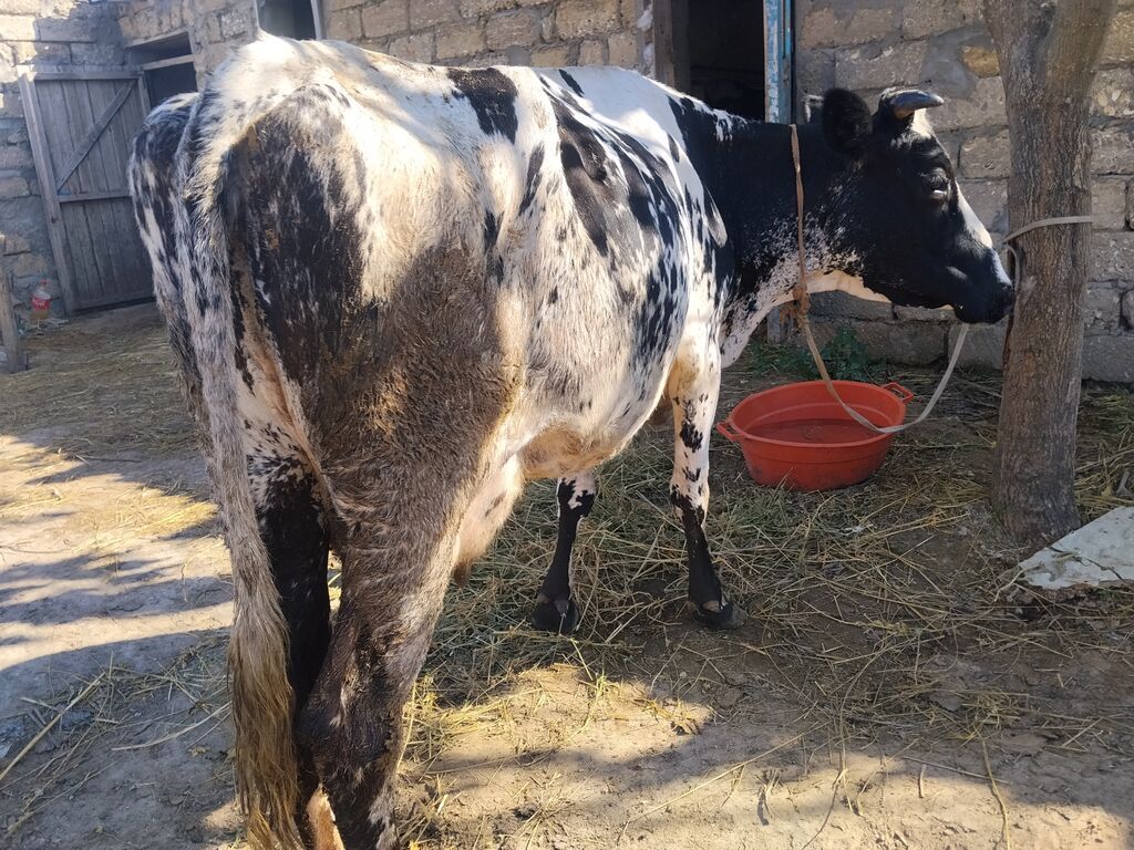 Süd yönümlü inək və buzov - Cins: qarışıq, qara-ağ ala rəngli - Yaş — Kənd təsərrüfatı heyvanları, Digah (2)