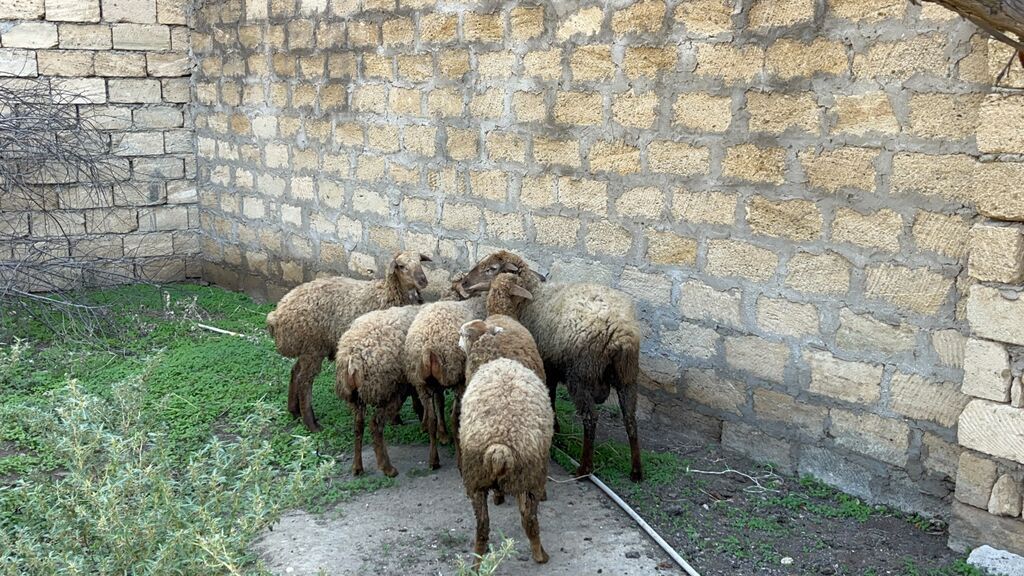 Satılır — Kənd təsərrüfatı heyvanları, Digah (4)