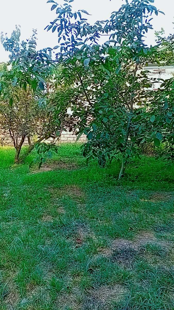 7 sot torpaq sahəsi, Ağcabədi r — Torpaq, Ağcabədi (2)