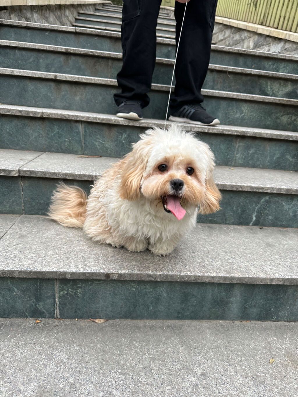 Maltipu – 2 yaş, peyvəndləri olunub. - Cins: Maltipoo (Maltese x — Digər, Bakı (2)