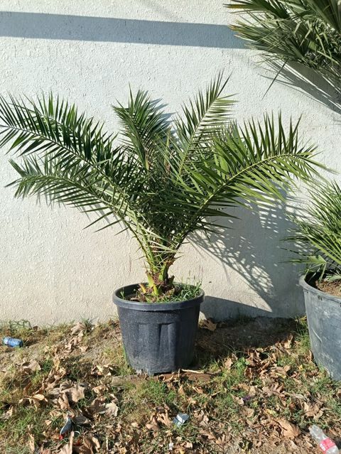 Xurma palmaları – qablarda - Bitki: Xurma (Phoenix dactylifera tipli — Digah