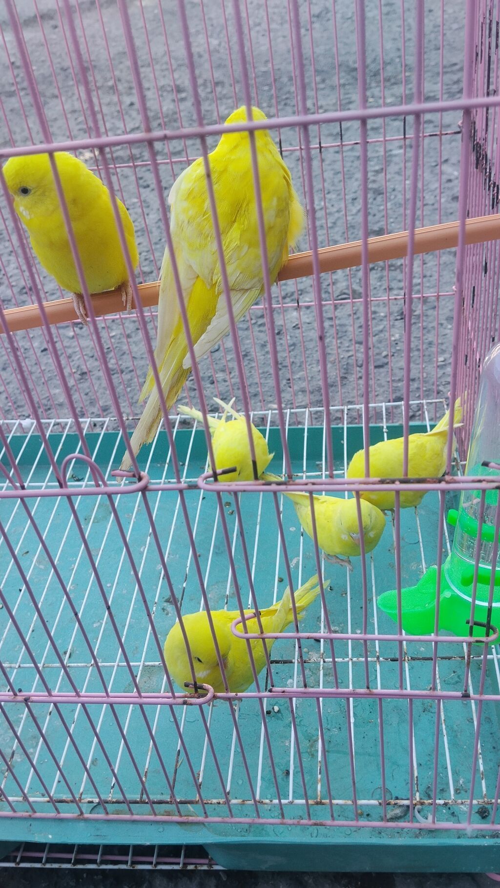 Sarı tutuquşular qırmızı göz ver qara gözlər var ünvan bakı Əcəmi — Qəfəslər, Bakı (2)