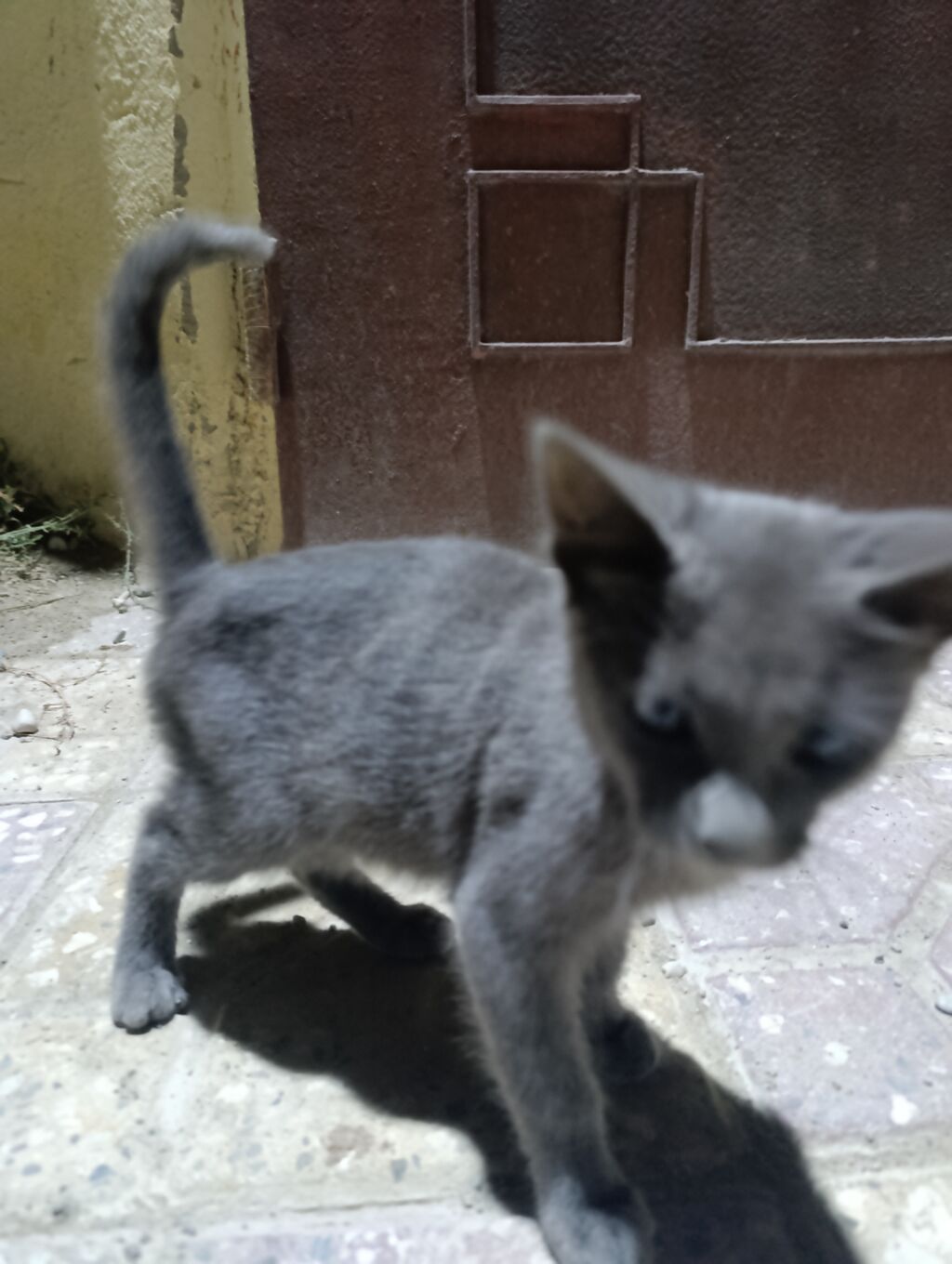 Dişi — Pişiklər, Masazır (2)