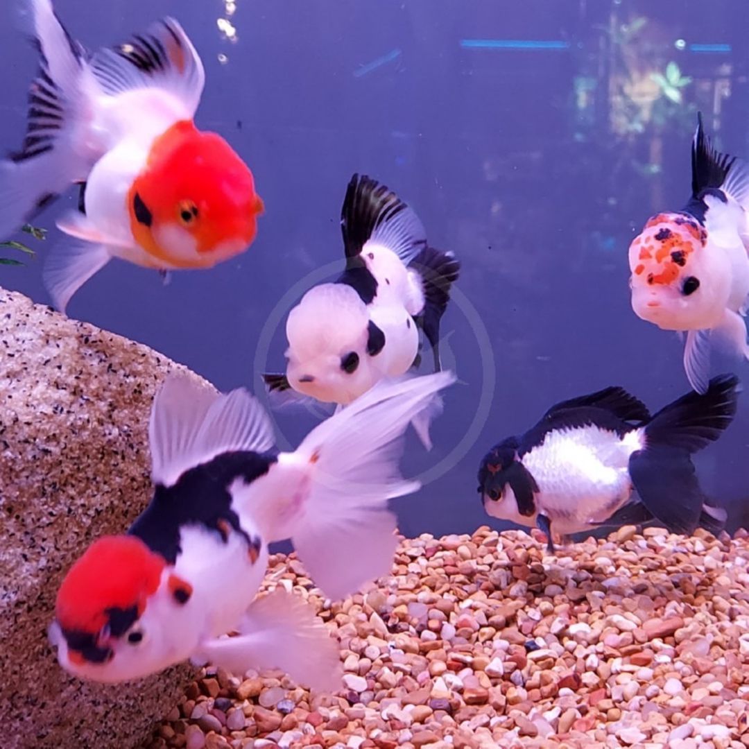 Oranda balıqları — Akvariumlar və balıqlar, Bakı (2)