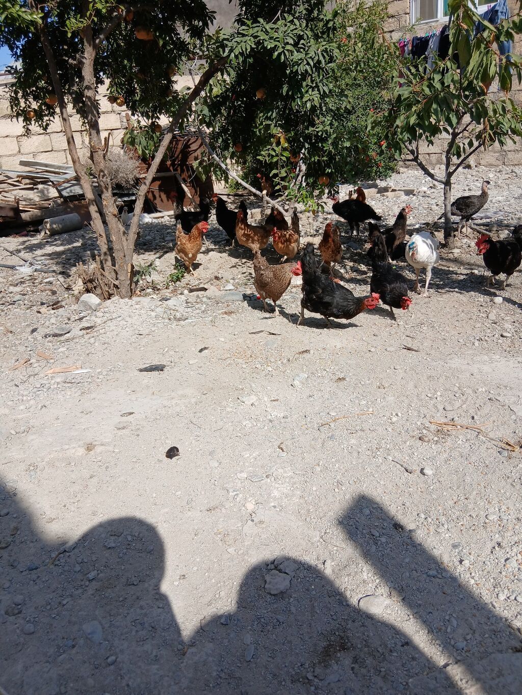Toyuq, Yumurtalıq — Toyuq və xoruz, Sumqayıt (5)