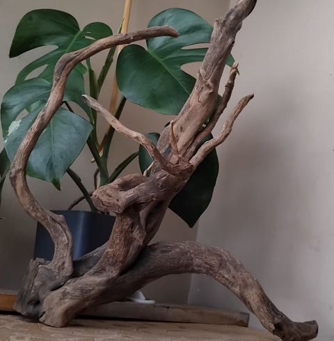 Azalea — Bakı