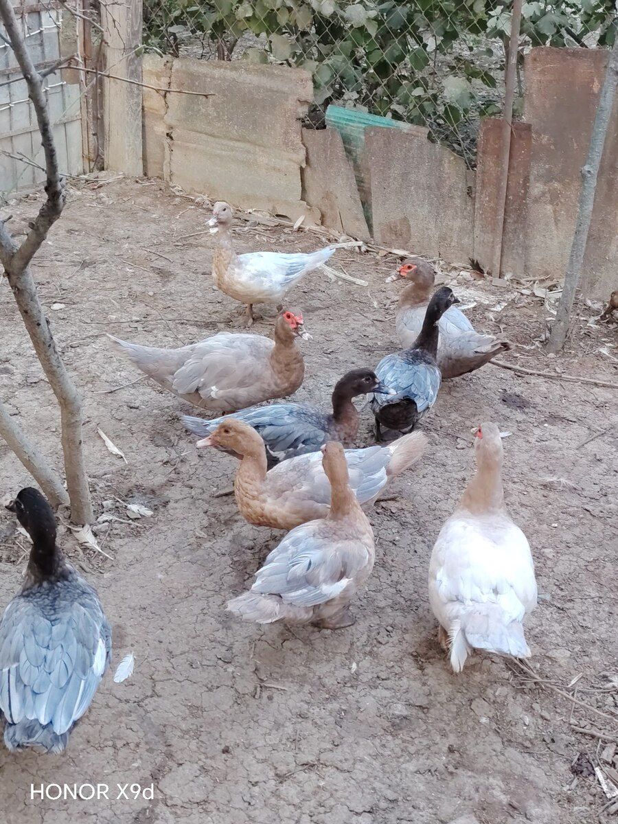 Ördəklər — Quşlar, Sumqayıt (12)