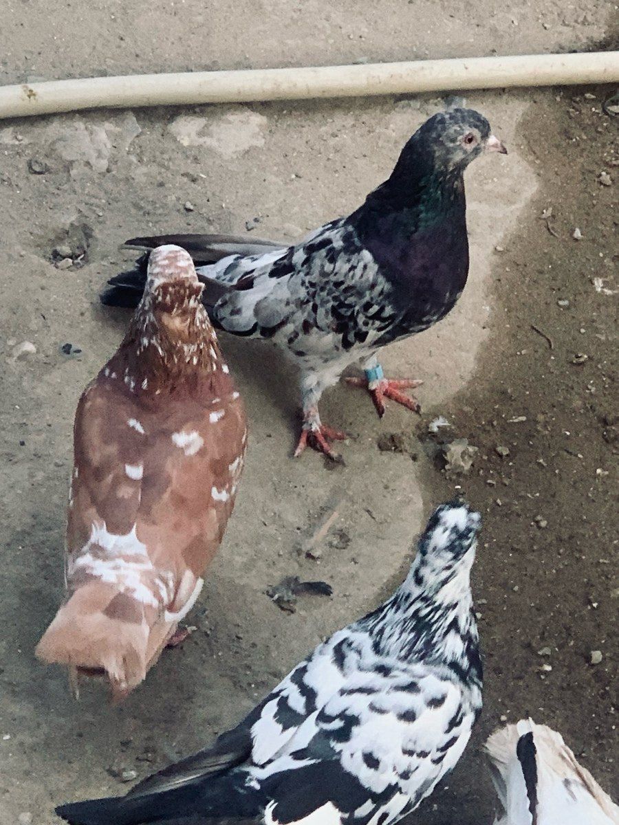 Göyərçinlər — Quşlar, Bakı (3)