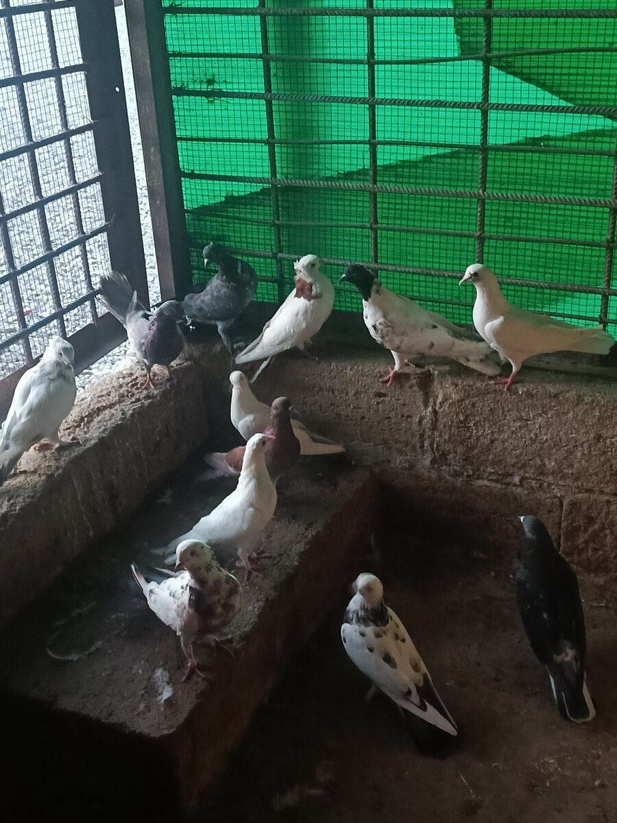 Göyərçinlər — Quşlar, Bakı (2)