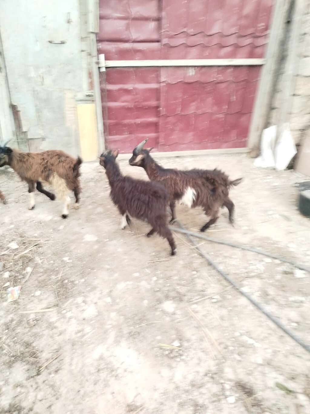 7 ədəd 3 .4 ayliq çəpişlərdi hamisi sağlam heyvanlardi 5 i erkəydi 2 — Kənd təsərrüfatı heyvanları, Bakı (3)