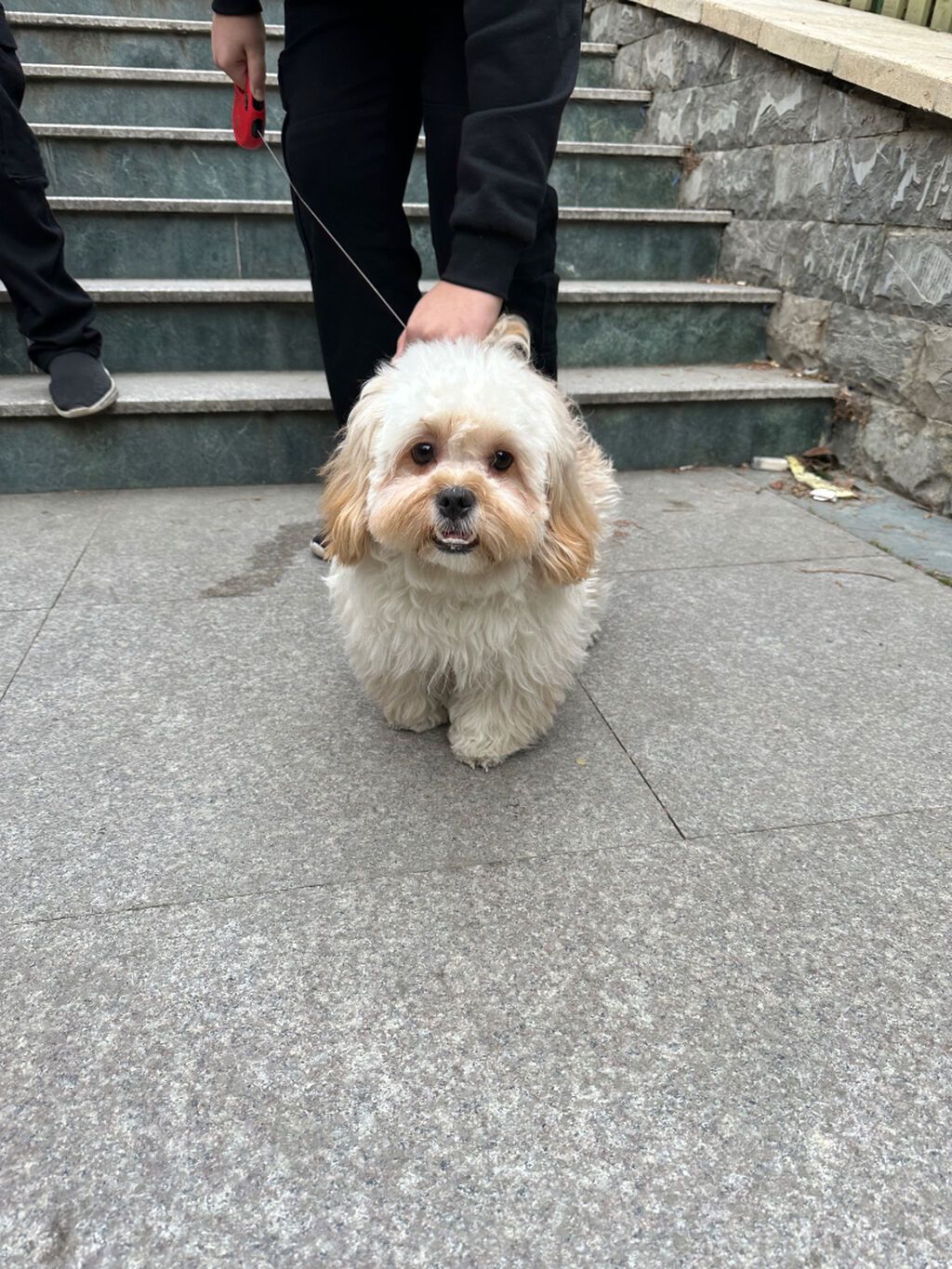 Maltipu – 2 yaş, peyvəndləri olunub. - Cins: Maltipoo (Maltese x — Digər, Bakı (3)