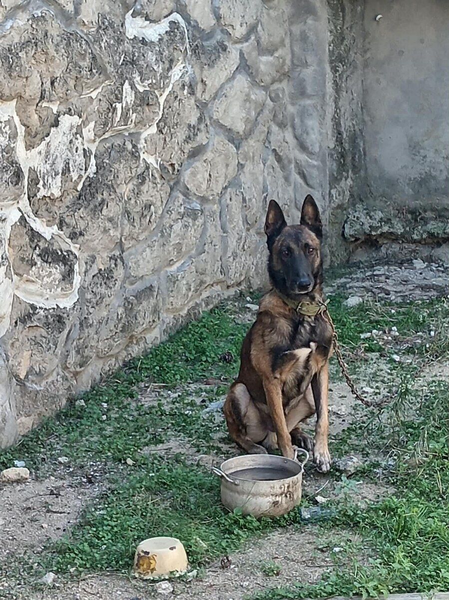 Belçika ovçarkası — Köpəklər, Bakı