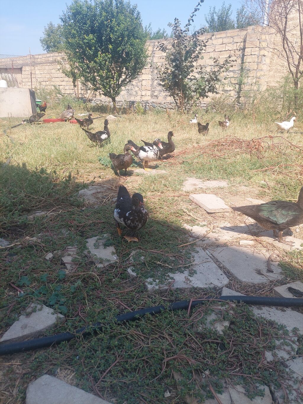 Salam lal ördey satılır 2 aylıqdı qiymeti 10 man — Digərləri, Gəncə