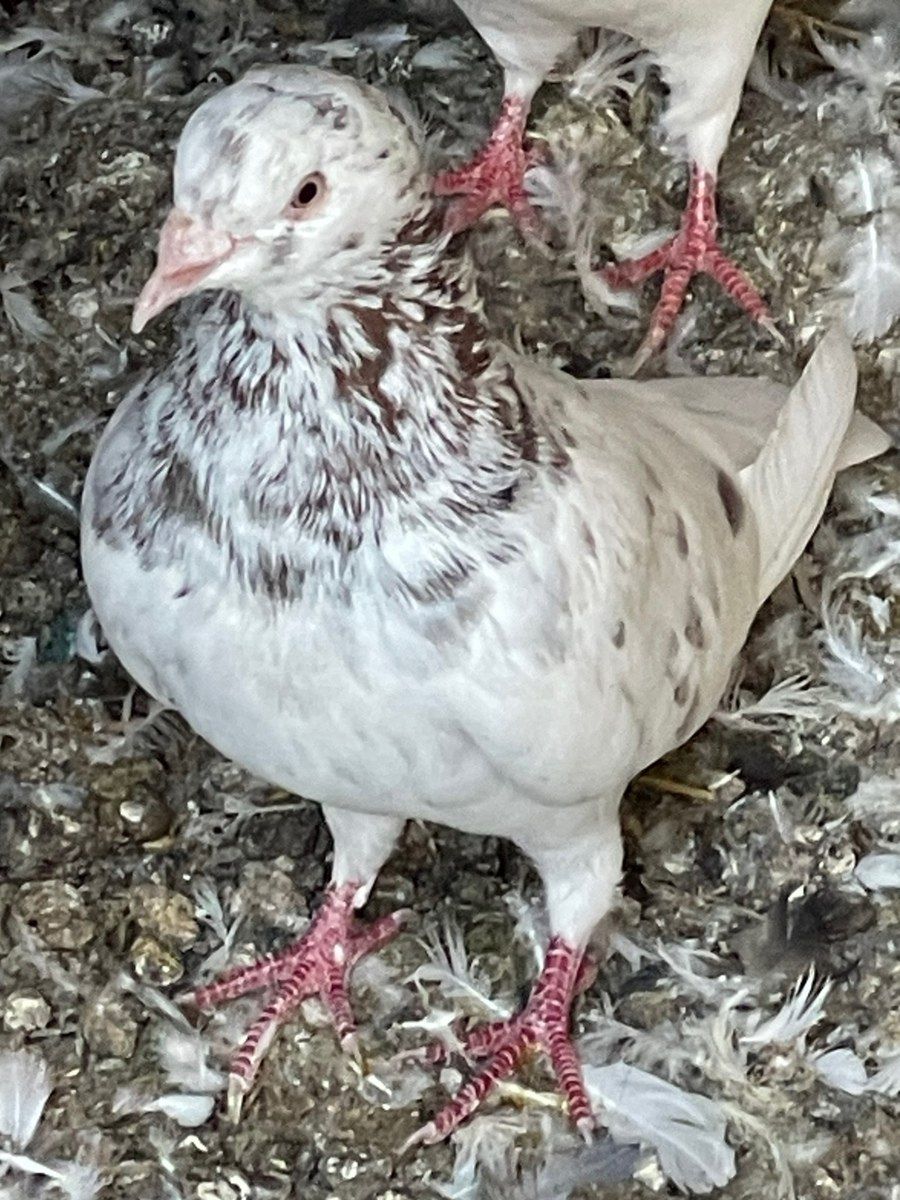 Göyərçinlər — Quşlar, Xırdalan (5)