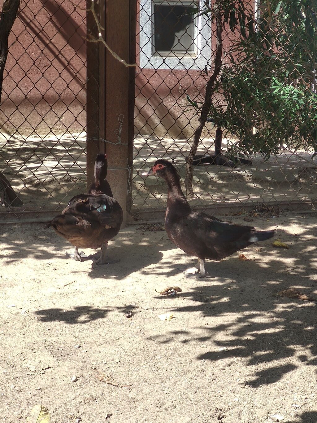 Erkək, Lal ördək, Damazlıq — Digərləri, Digah (7)