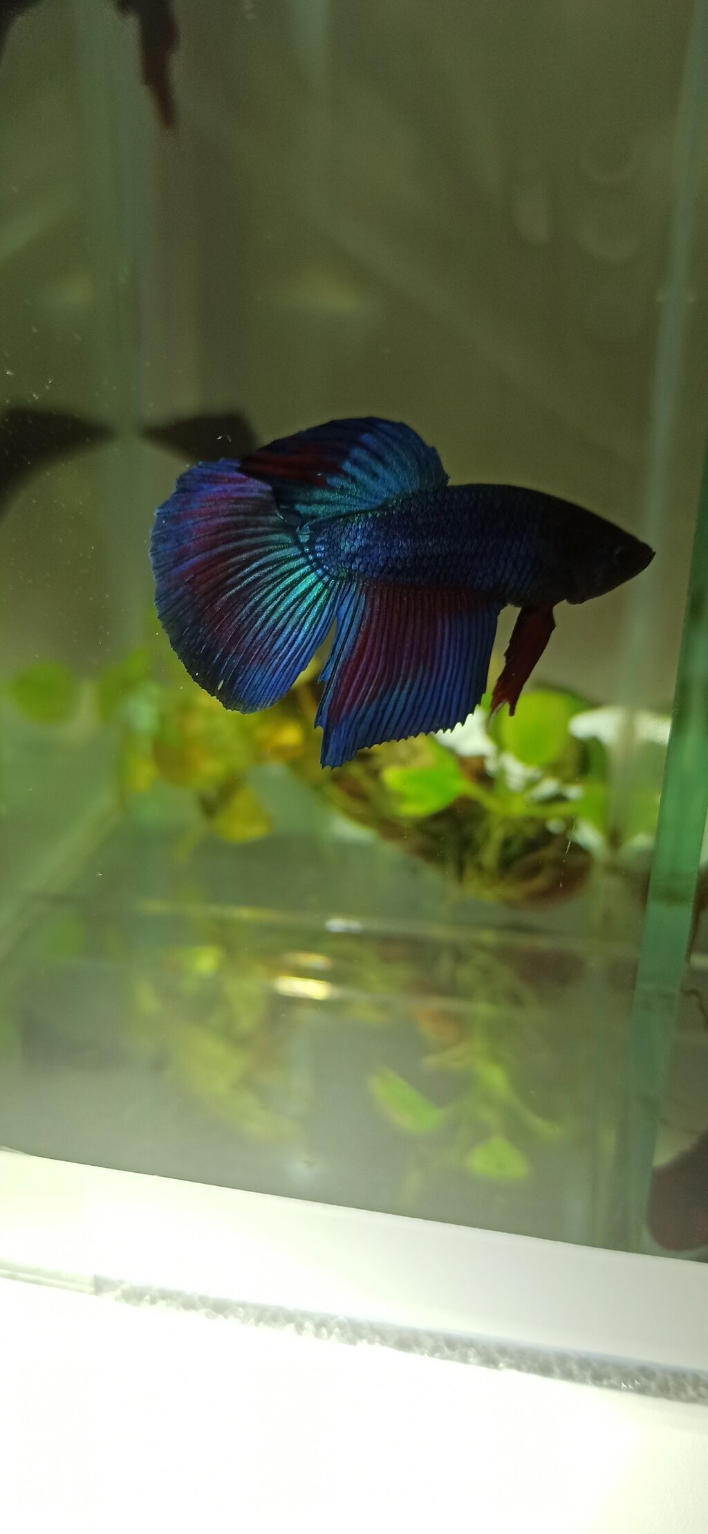 Betta (Petuşok balığı), Yırtıcı — Akvariumlar və balıqlar, Bakı (8)