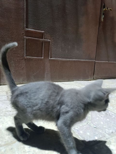 Dişi — Masazır