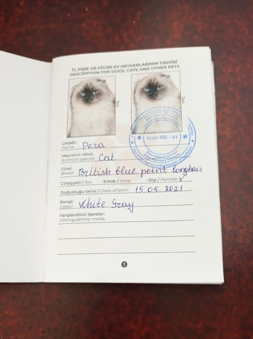 Pera adlı safqanlı pişik Növ: Pişik Cins: British Blue Point — Pişiklər, Bakı (4)