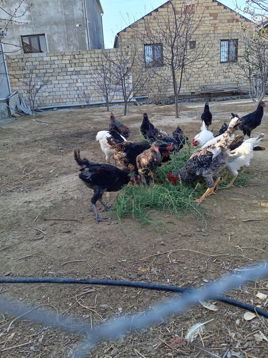 Xarkov quşları — Quşlar, Sumqayıt (6)