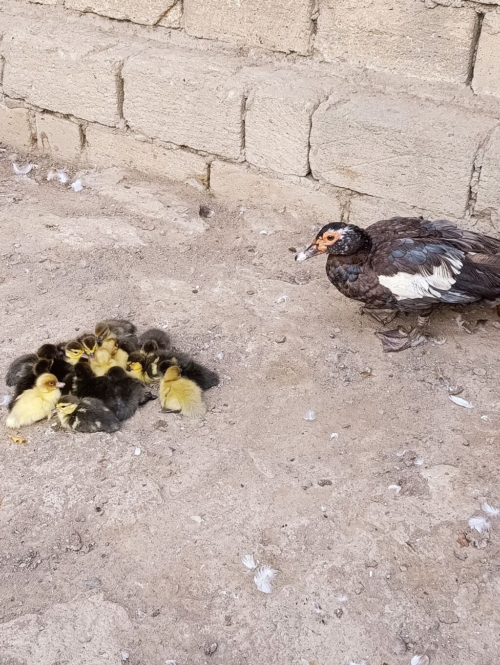 Satilir 18 dene lal ördek balasi.Ag, gümüşü,qara cinslerdi ünvan — Digərləri, Bakı (3)