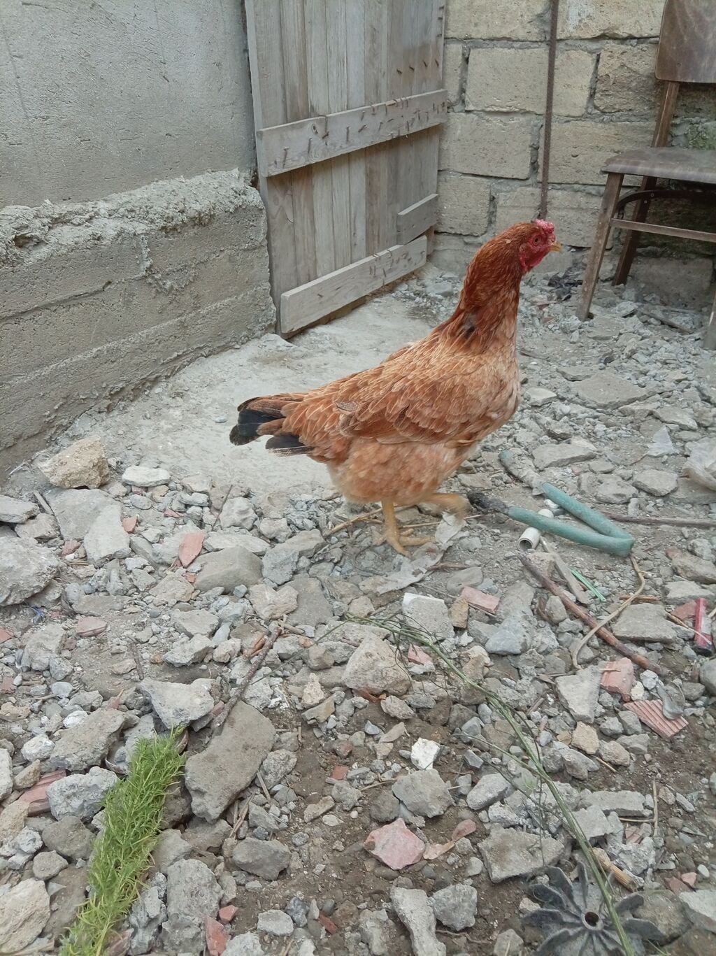 Heyratı satılır — Toyuq və xoruz, Sumqayıt