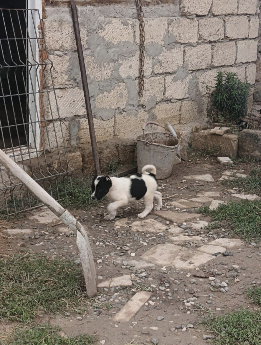 Qurdbasar balası — Köpəklər, Bakı (6)