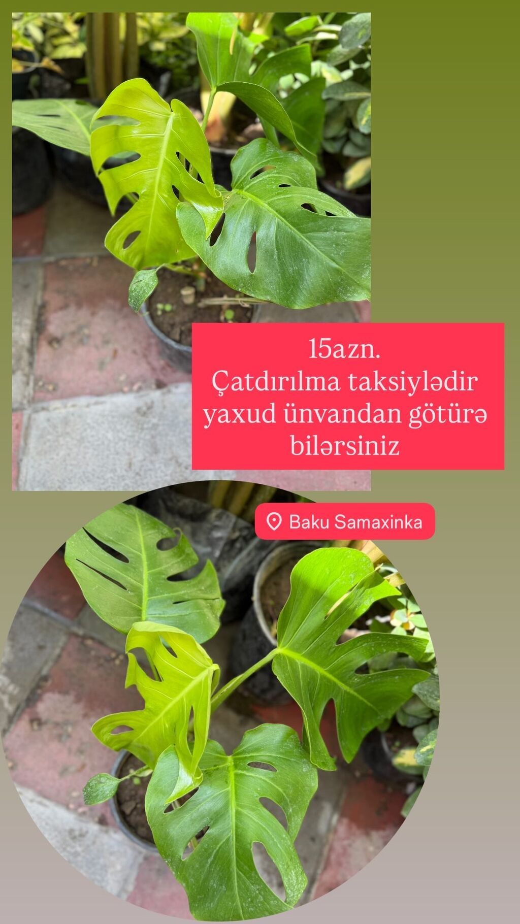 Monstera qiymətlər müxtəlifdir. 15-70azn. Albo 55azn. Ünvan Şamaxinka — Qapı bitkələri, Masazır (6)