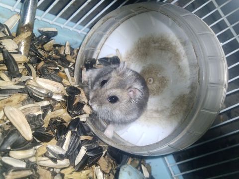 hamster bu qefesle 17m balaca bir qefes var onlada 12m isdiyen desin — Masazır