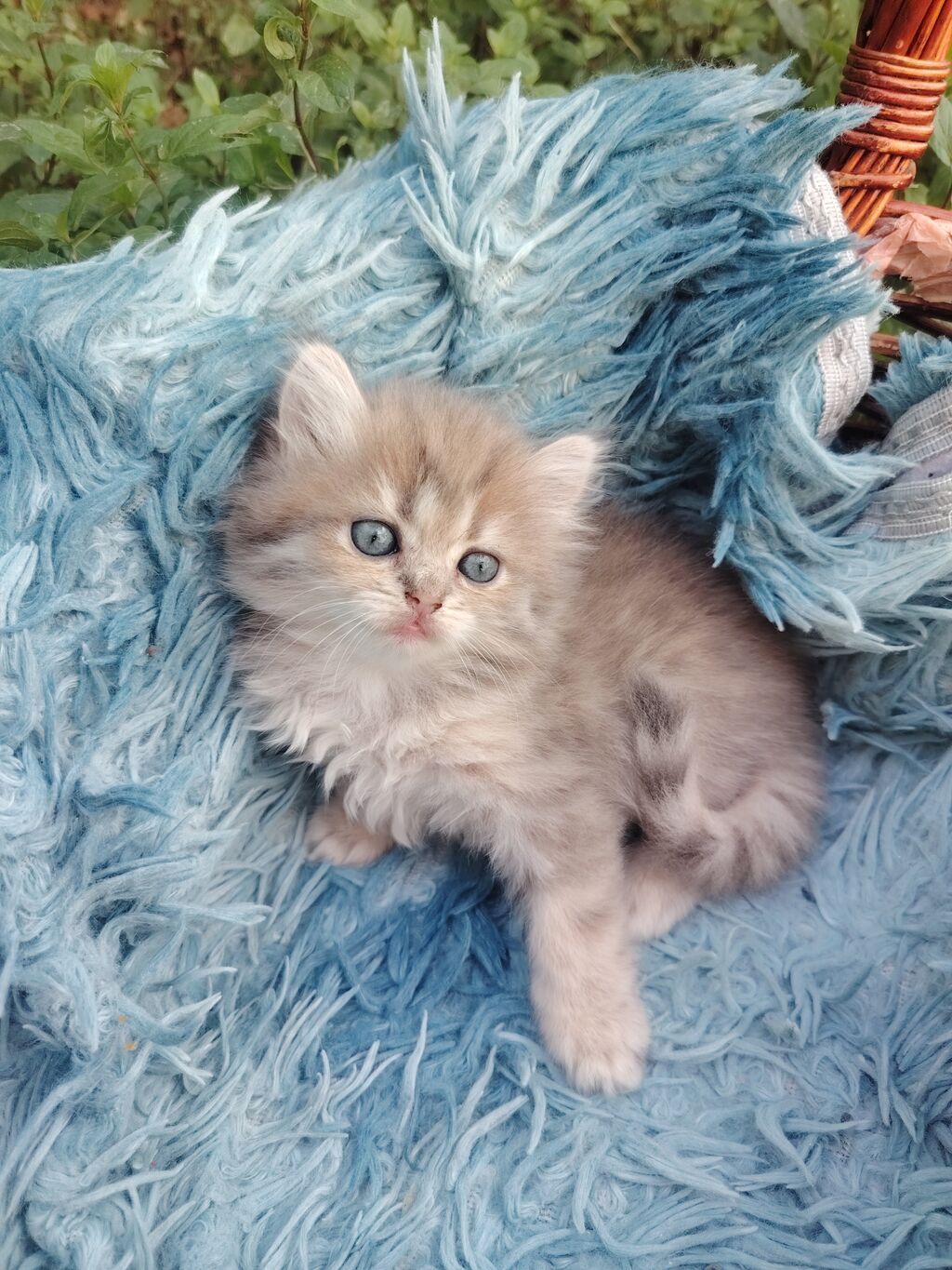 Qızıl şinşilla, Dişi, Yaxşı əllərə, Ünvandan götürmə — Pişiklər, Digah (3)