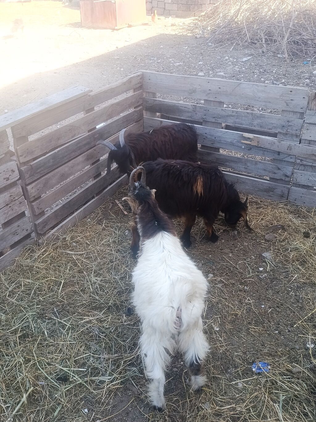 Salam 3 çəpiş. Bir dişi iki Erkey komda satılır — Kənd təsərrüfatı heyvanları, Digah (4)