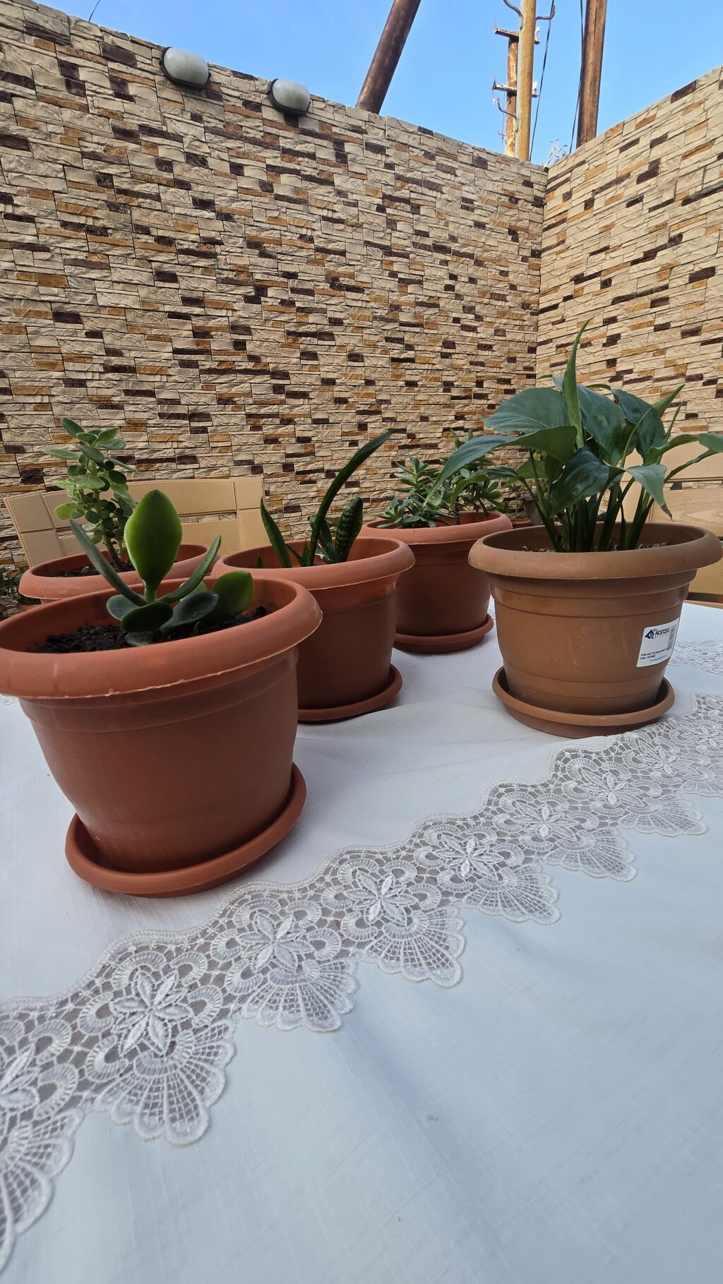 Otaq bitkiləri dəsti Tərkib: - 5 ədəd otaq bitkisi, hər biri — Qapı bitkələri, Masazır (3)