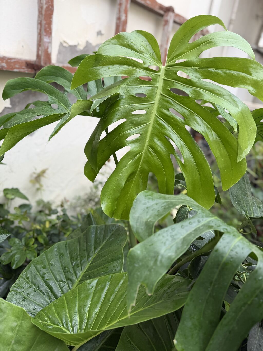 Monstera qiymətlər müxtəlifdir. 15-70azn. Albo 55azn. Ünvan Şamaxinka — Qapı bitkələri, Masazır (3)