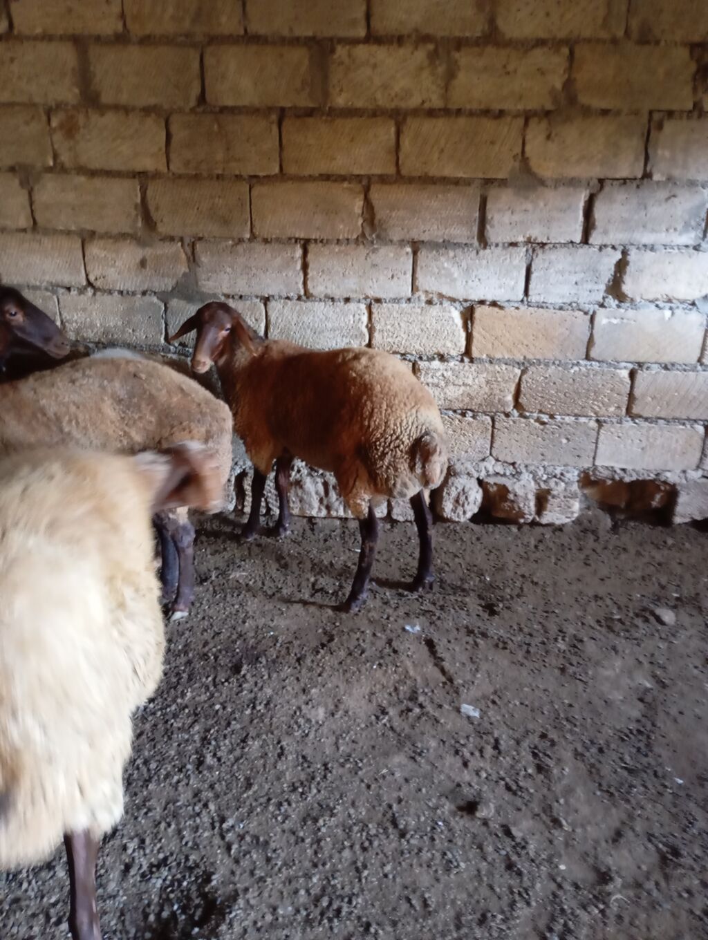 Erkey toğlul — Kənd təsərrüfatı heyvanları, Xırdalan (2)