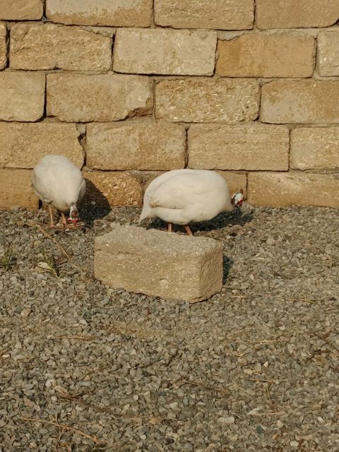Firəng quşları — Bakı