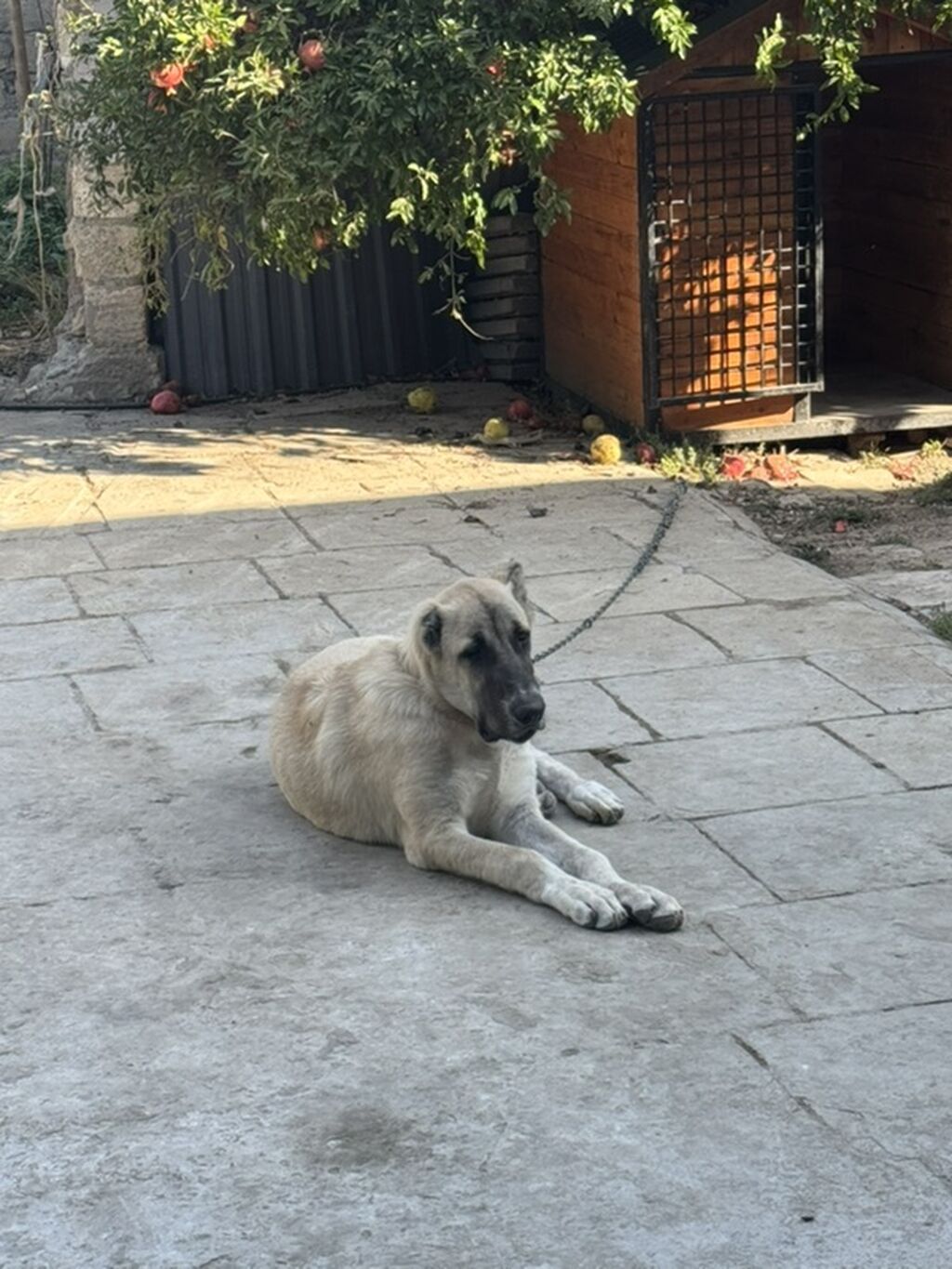Kanqal, 6 ay, Erkək, Peyvəndli — Köpəklər, Şirvan (4)